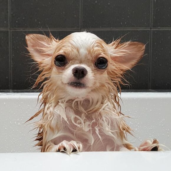 Sirius Groom Conditioner for Dogs in Lovely Berry - Picture 2 of 3